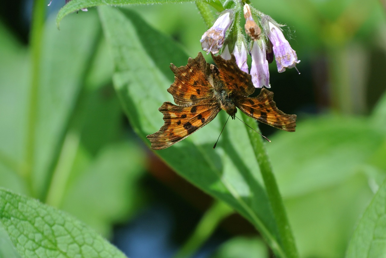 butterfly insect animal free photo