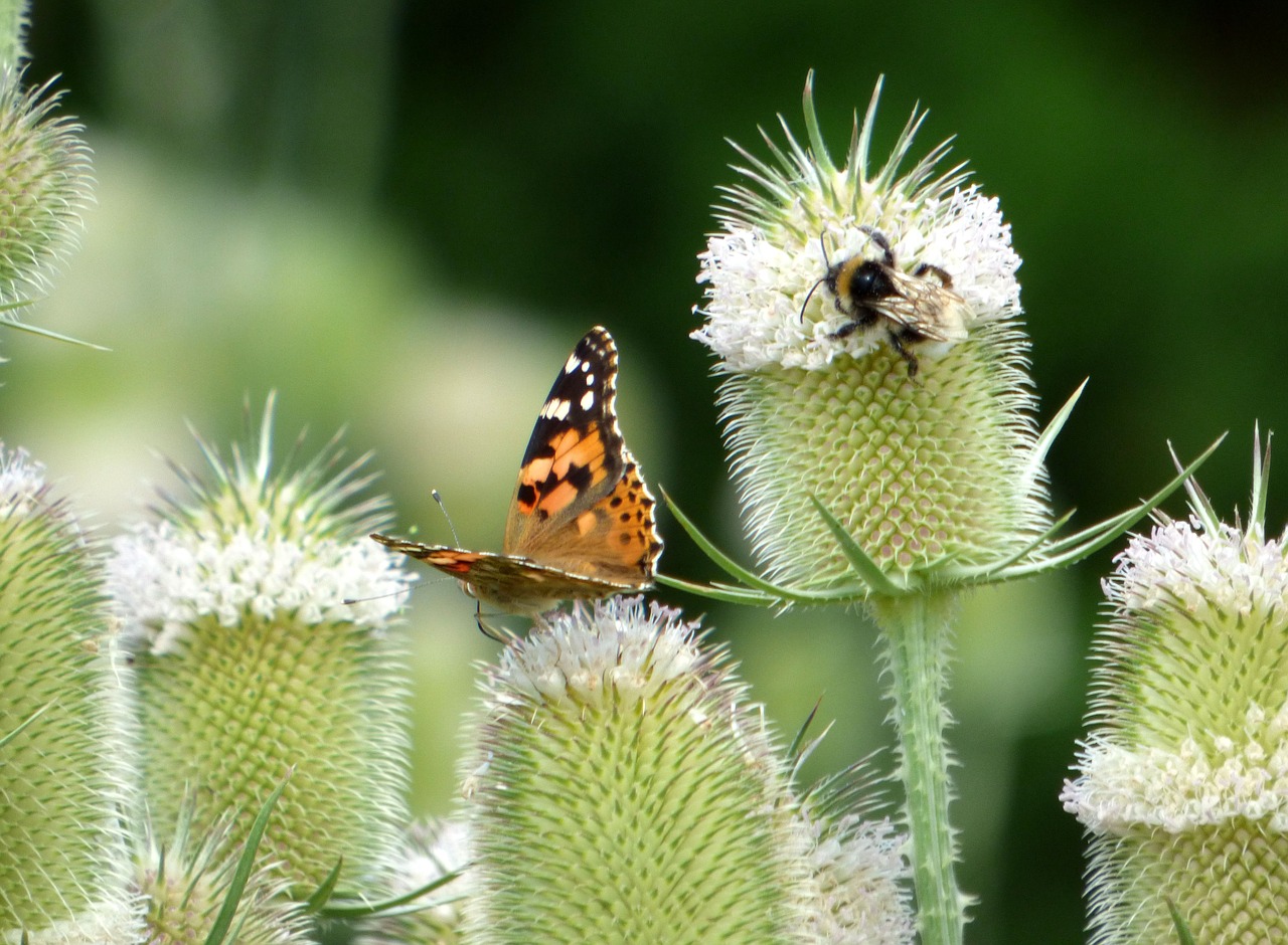 butterfly  thistles  flower free photo