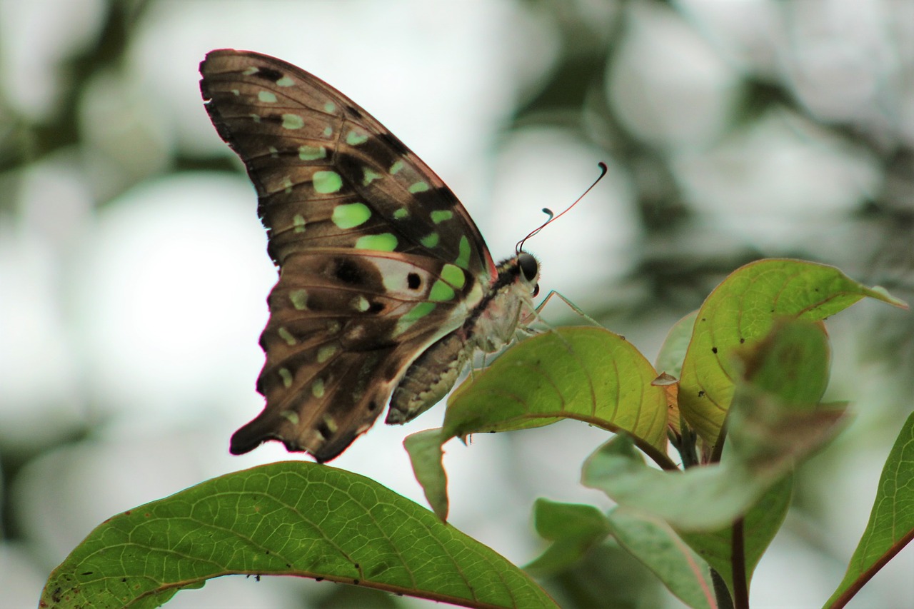 butterfly  nature  animal free photo