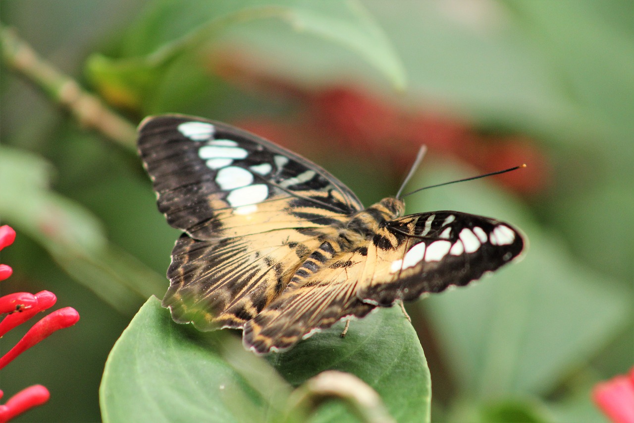 butterfly  flower  animal free photo