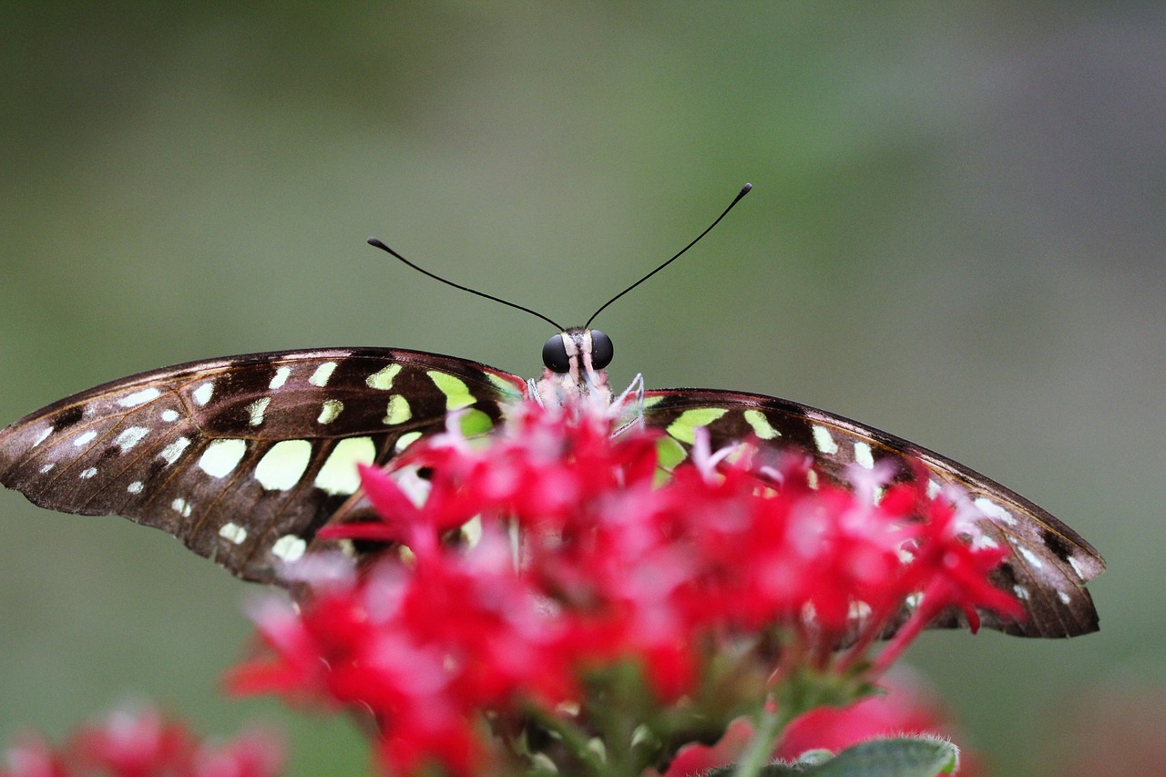 butterfly  flower  nature free photo