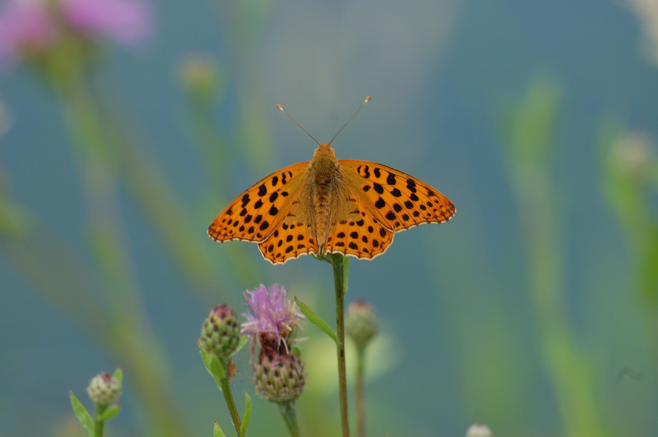 butterfly  insect  nature free photo