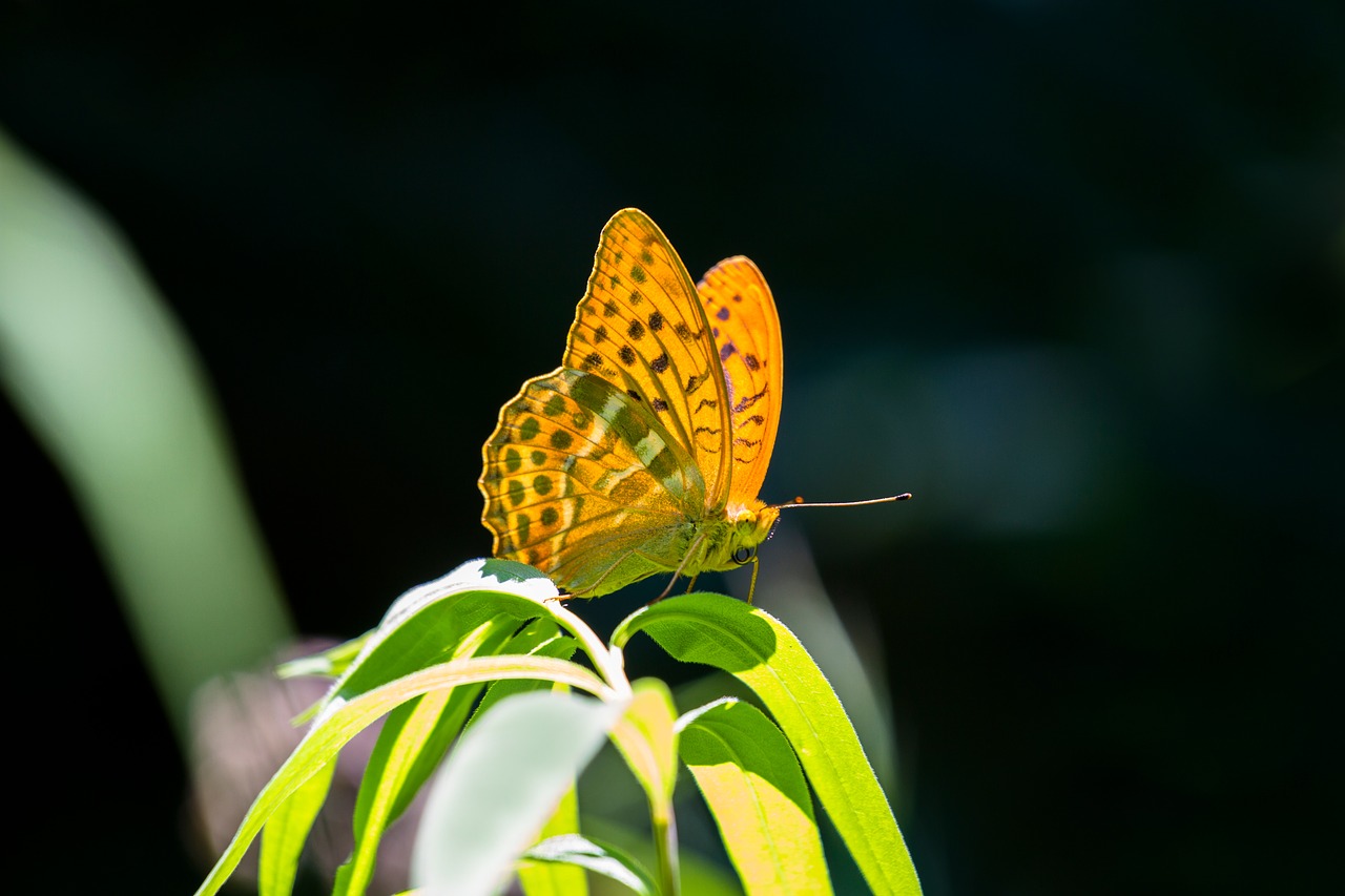 butterfly  fritillary  drexel free photo