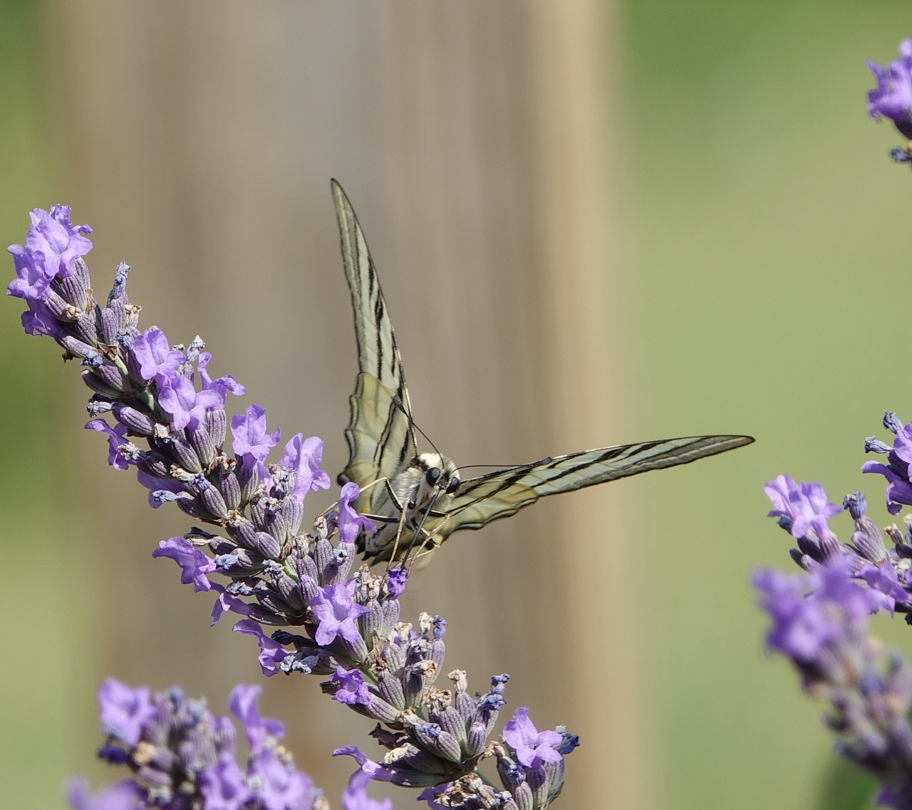 butterfly  lavender  summer free photo