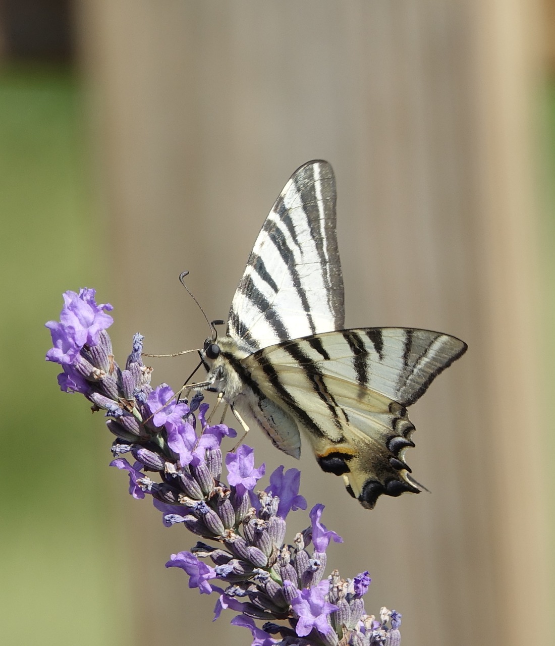 butterfly  lavender  summer free photo