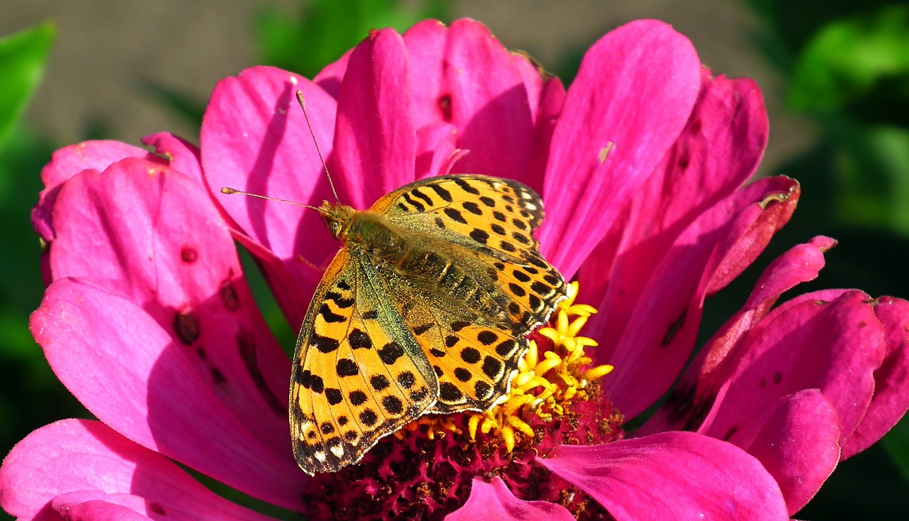 butterfly  insect  flower free photo