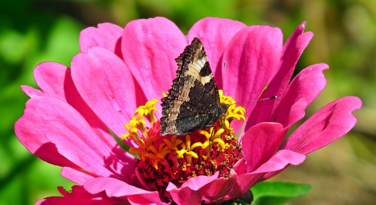 butterfly  insect  flower free photo