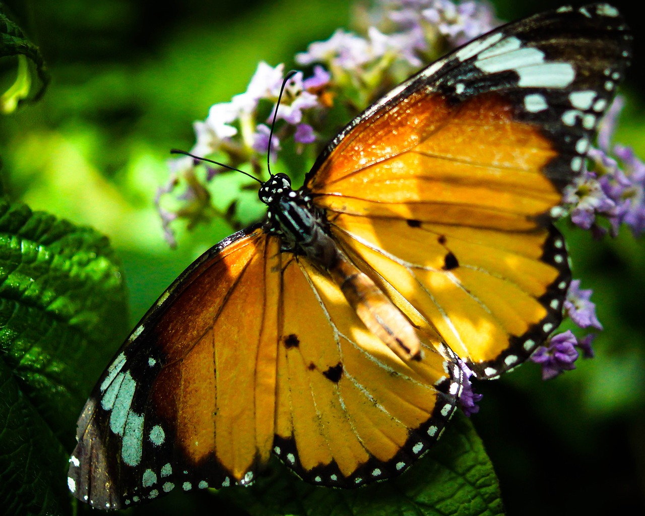 butterfly  insect  nature free photo