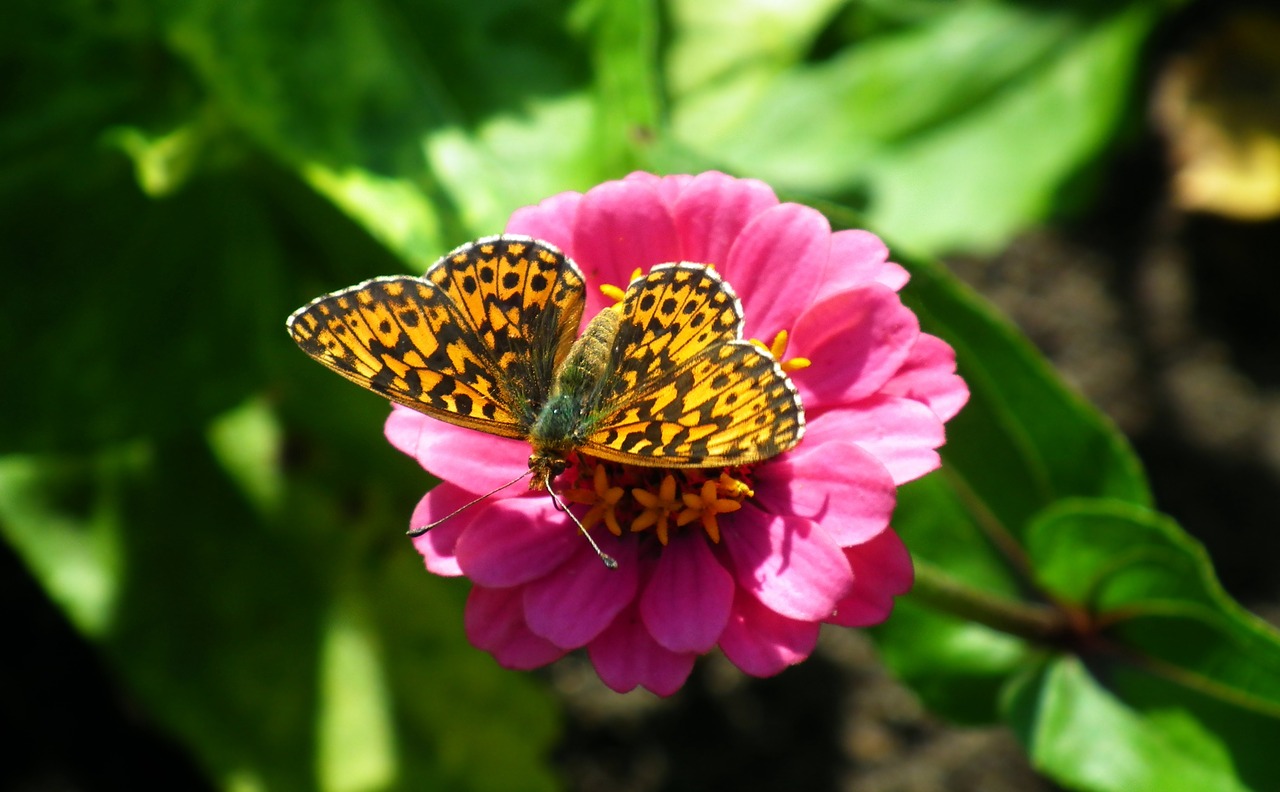 butterfly  insect  flower free photo