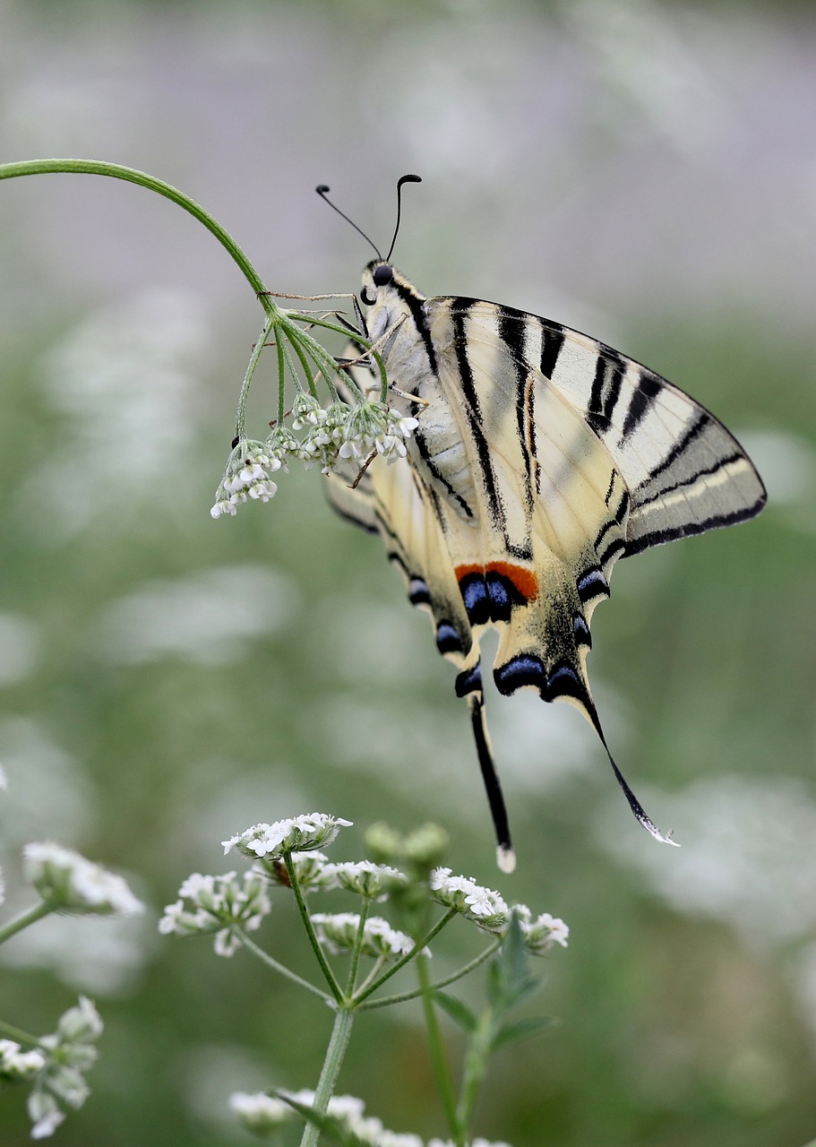 butterfly  dovetail  white free photo