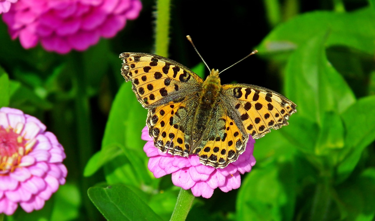 butterfly  insect  nature free photo