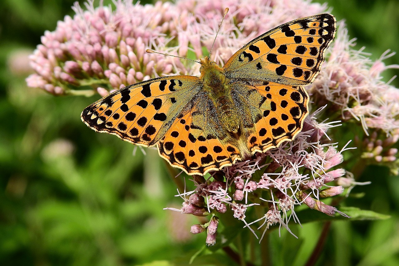 butterfly  the beauty of nature  insect free photo