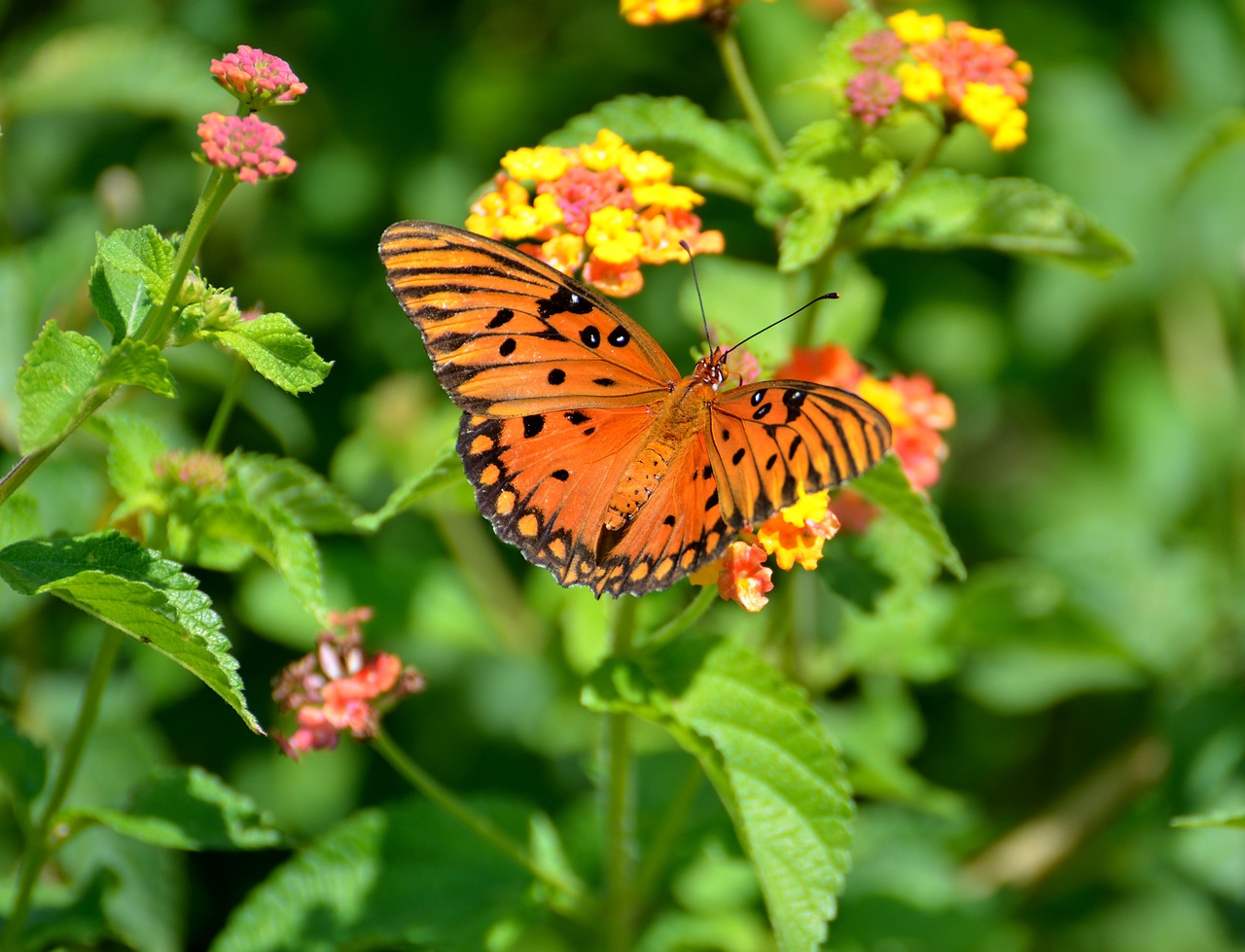 butterfly  insect  colorful free photo