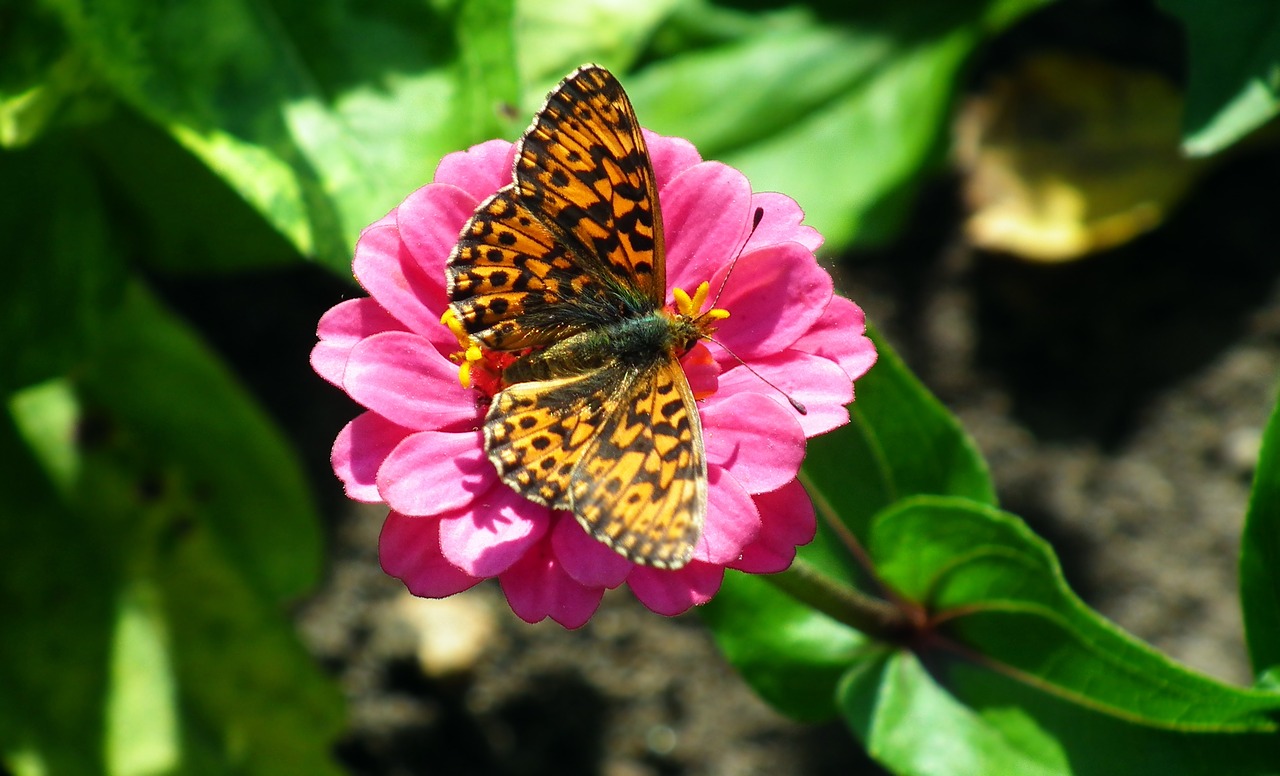 butterfly  insect  colored free photo