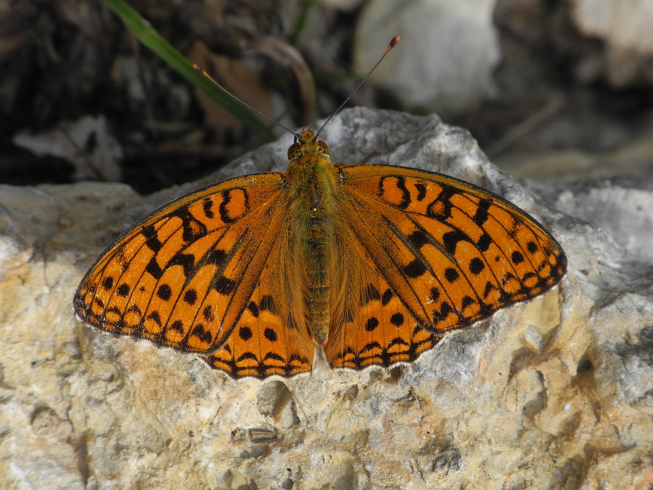 butterfly  orange  insect free photo