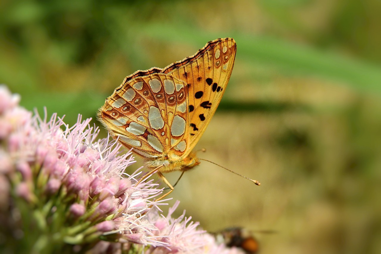 butterfly  nature  insect free photo