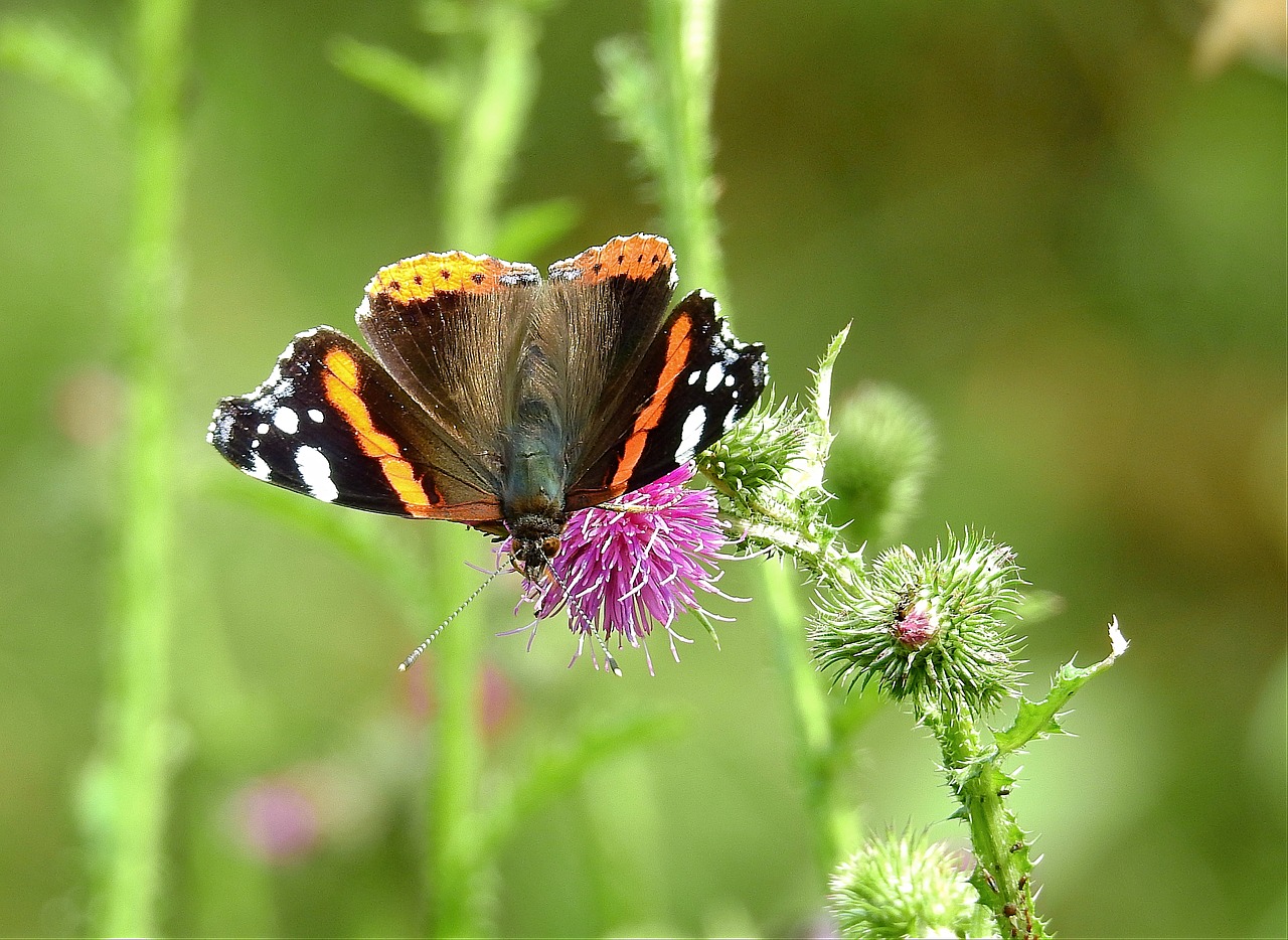 butterfly  insect  wings free photo