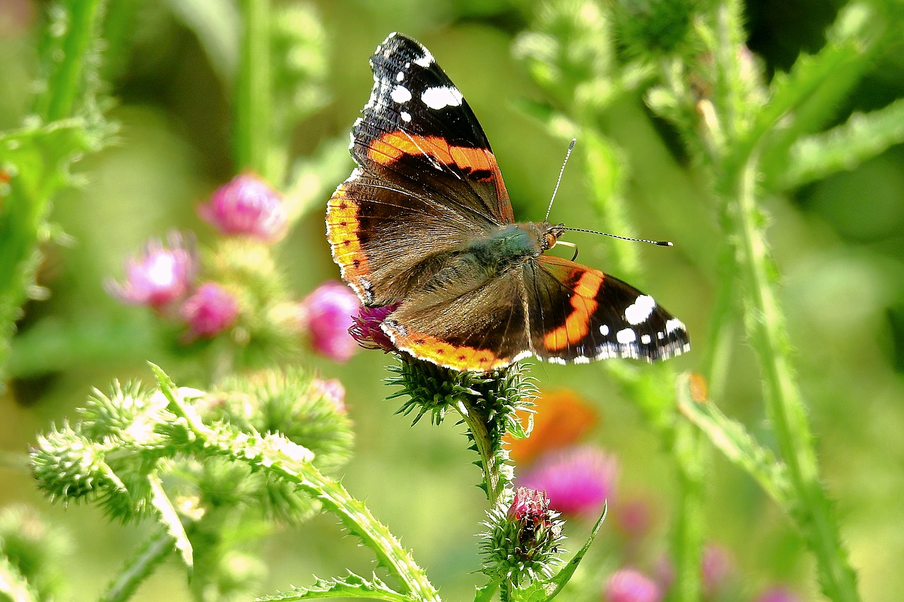 butterfly  the beauty of nature  insect free photo