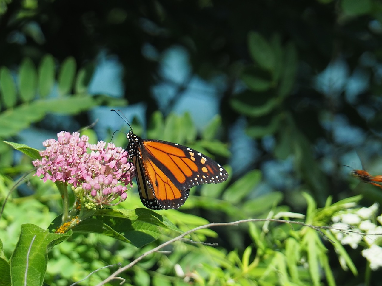 butterfly  insect  nature free photo