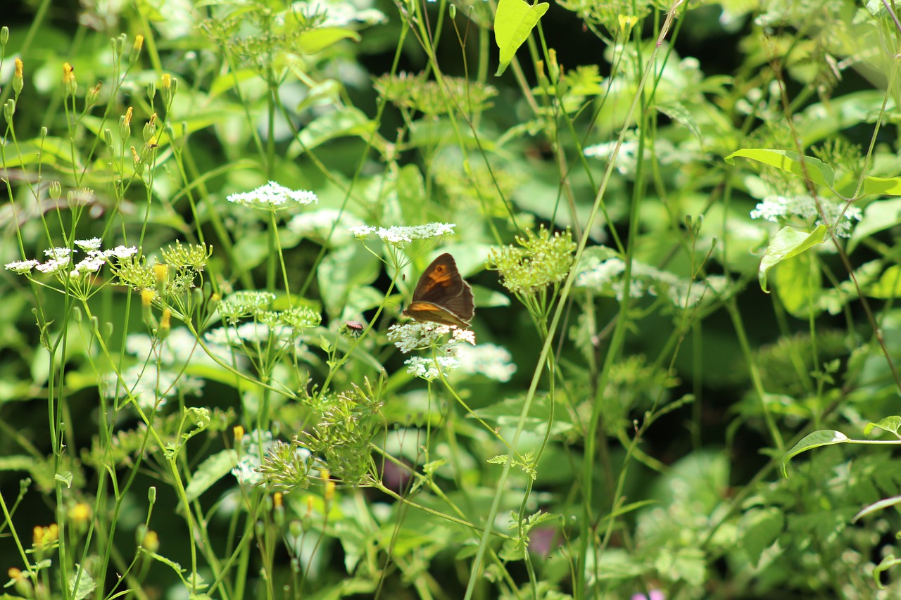 butterfly  grass  leaves free photo