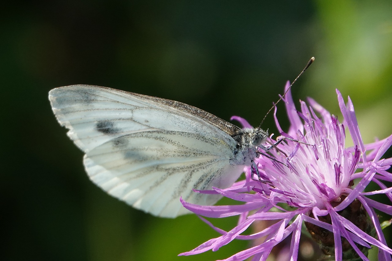 butterfly  flower  summer free photo