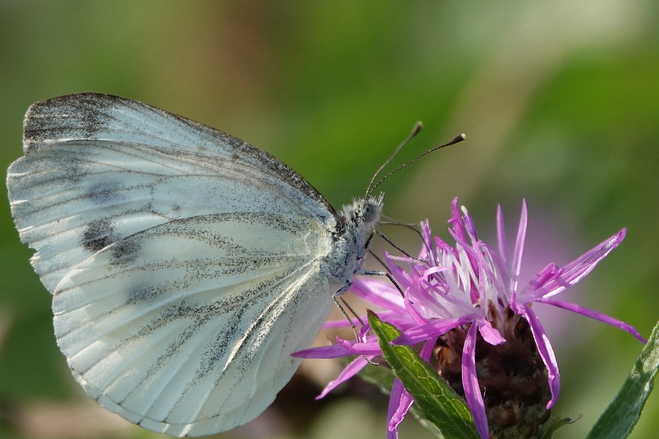 butterfly  flower  summer free photo