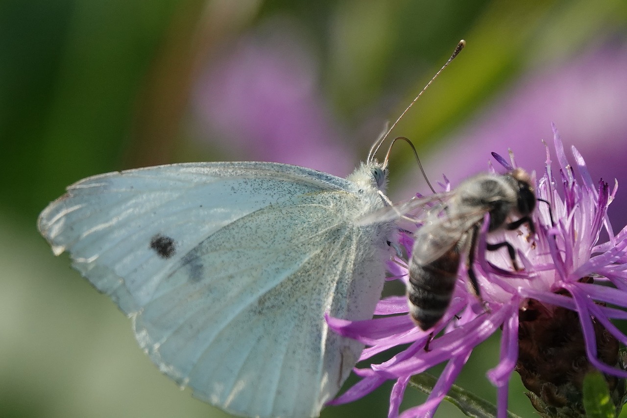 butterfly  flower  summer free photo