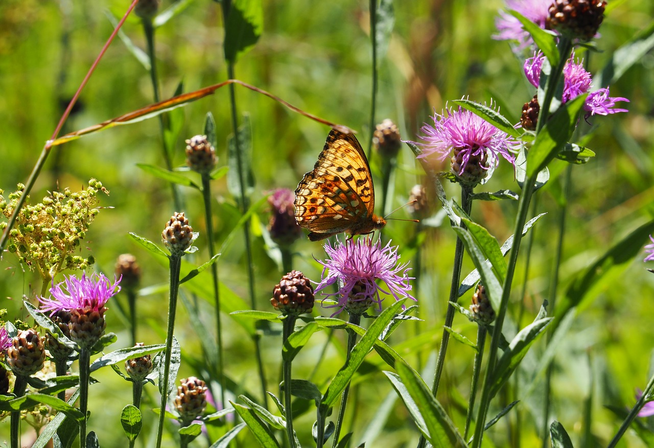 butterfly  mother of pearl butterfly  blossom free photo