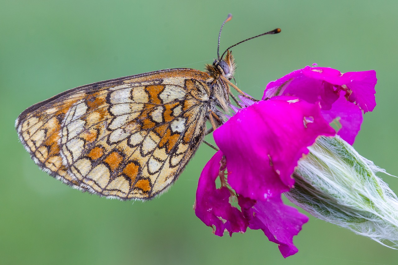 butterfly  macro  nature free photo