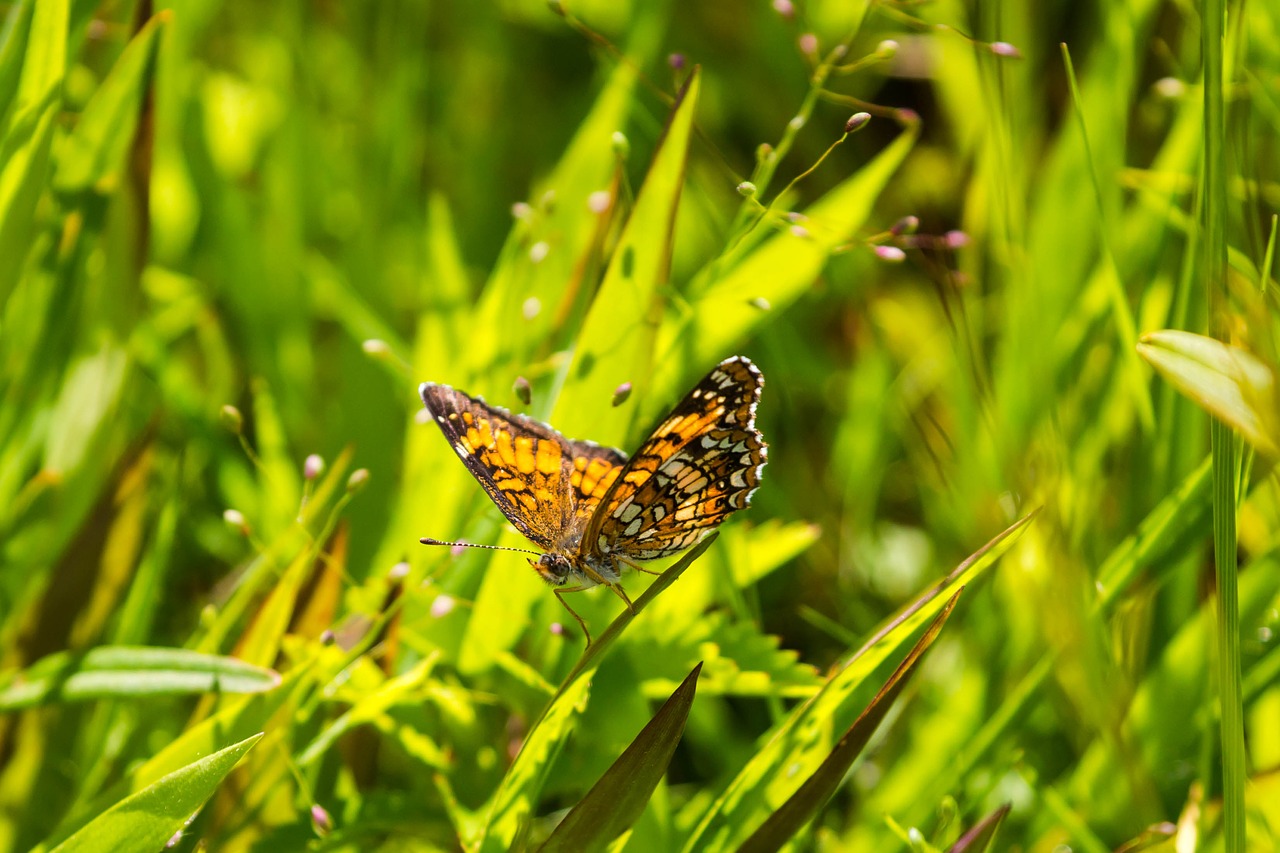 butterfly  insect  grass free photo