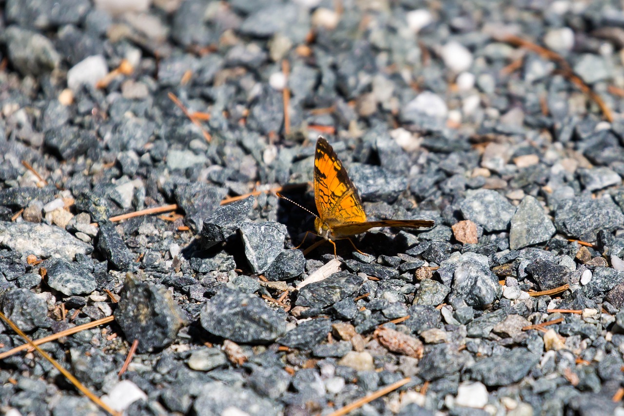 butterfly  sand  earth free photo