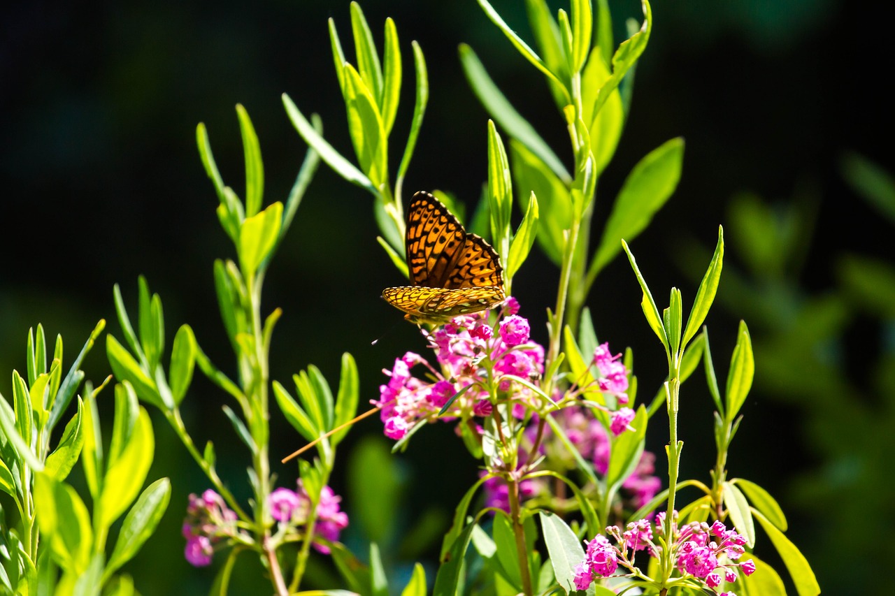 butterfly  flowers  green free photo