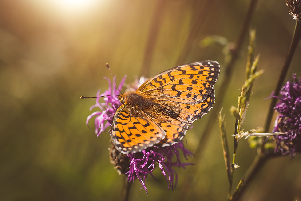 butterfly  orange  orange butterfly free photo