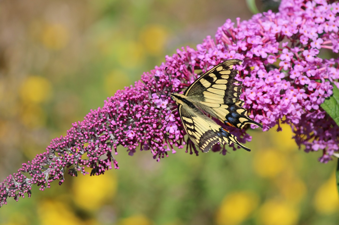 butterfly  nature  summer free photo