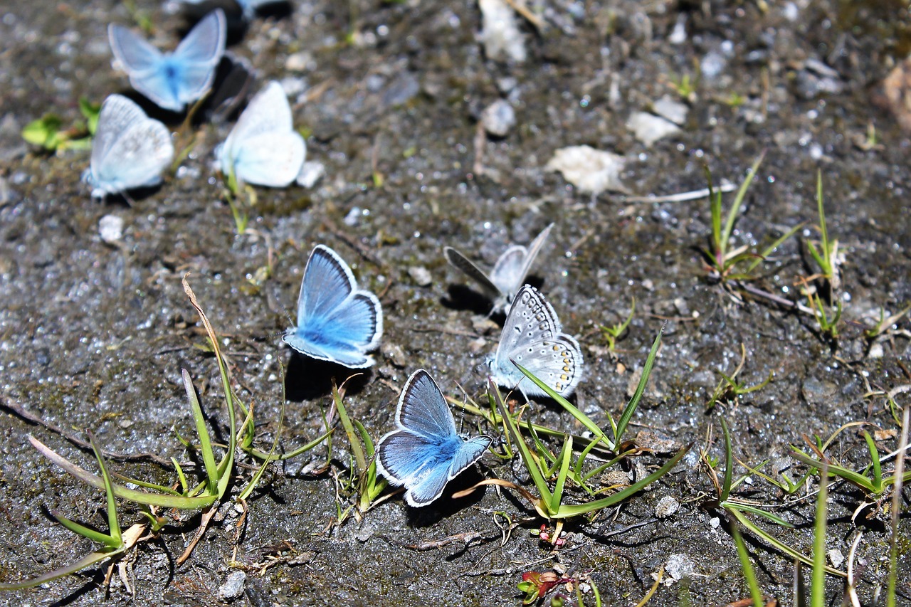butterfly  blue  nature free photo