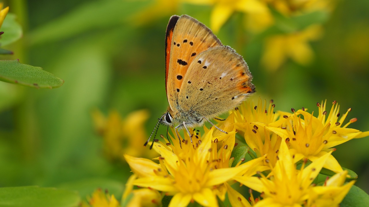 butterfly  sedum  insect free photo