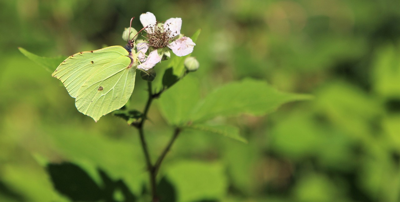 butterfly  nature  insect free photo