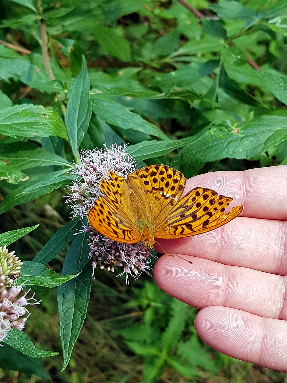 butterfly  mother of pearl butterfly  insect free photo