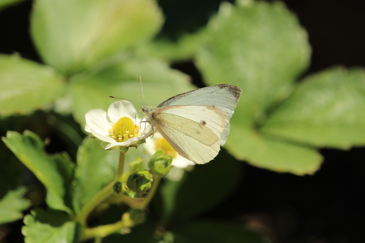 butterfly  strawberry flower  white free photo