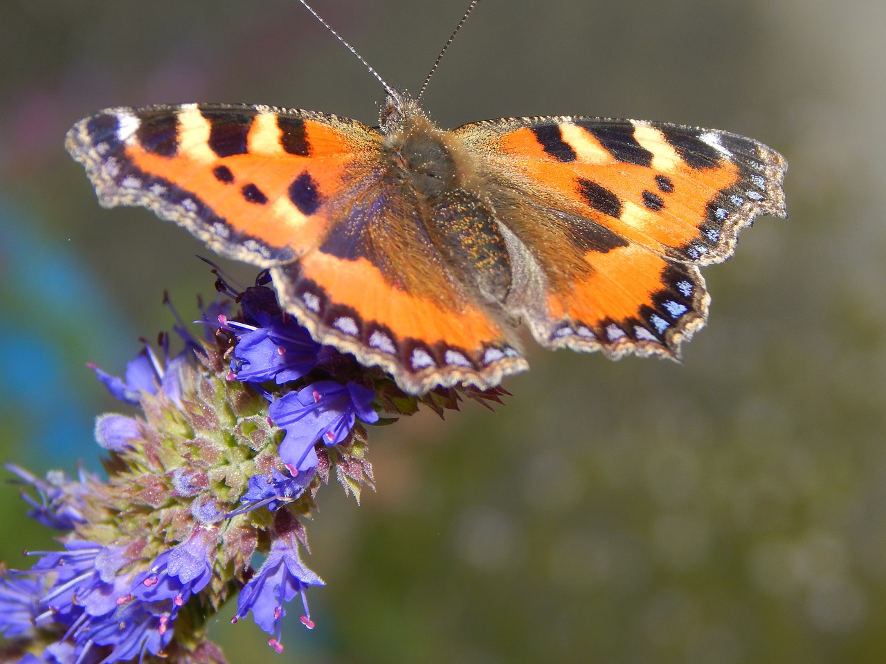 butterfly  insect  summer free photo