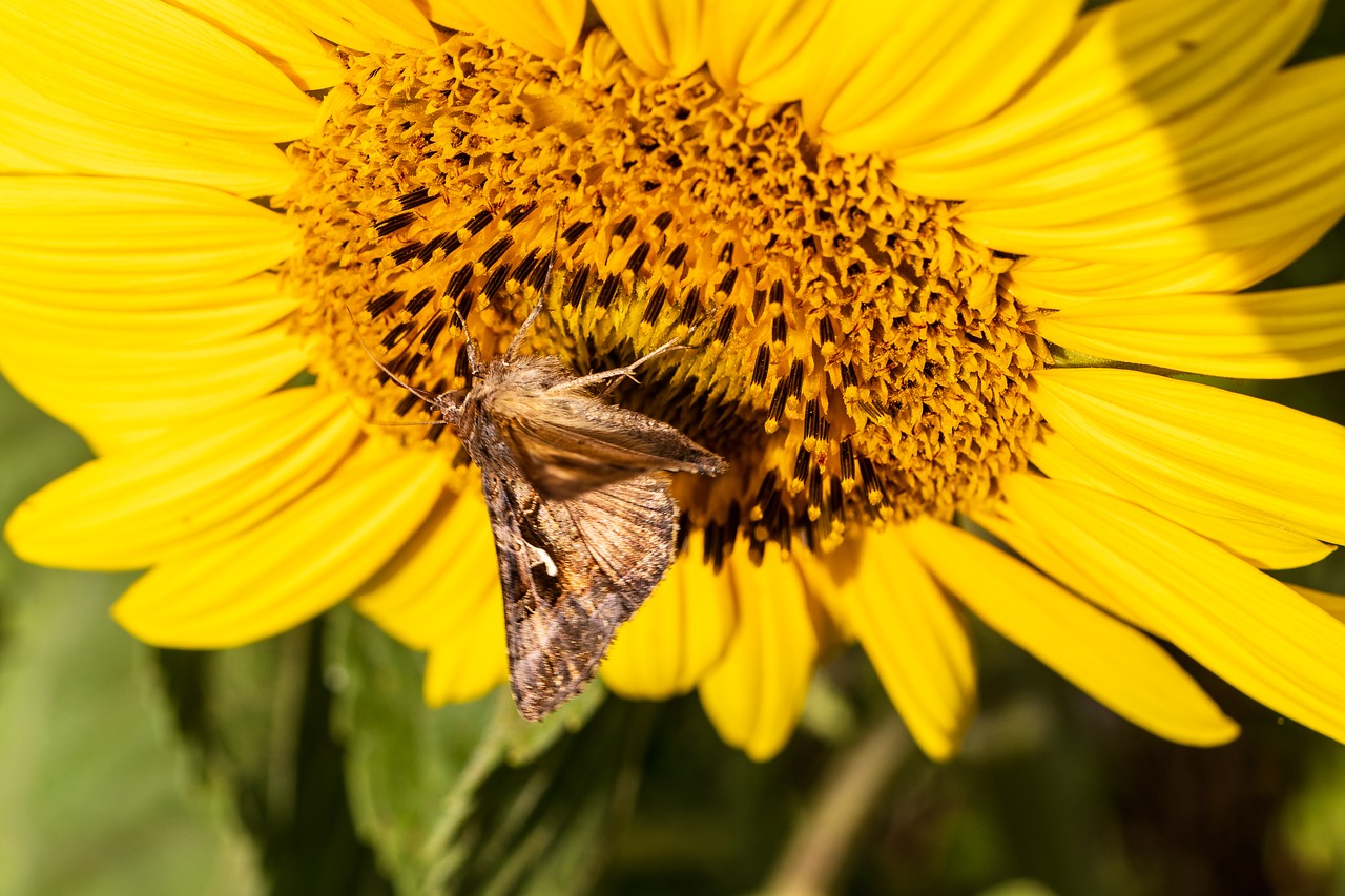 butterfly  sunflower  summer free photo