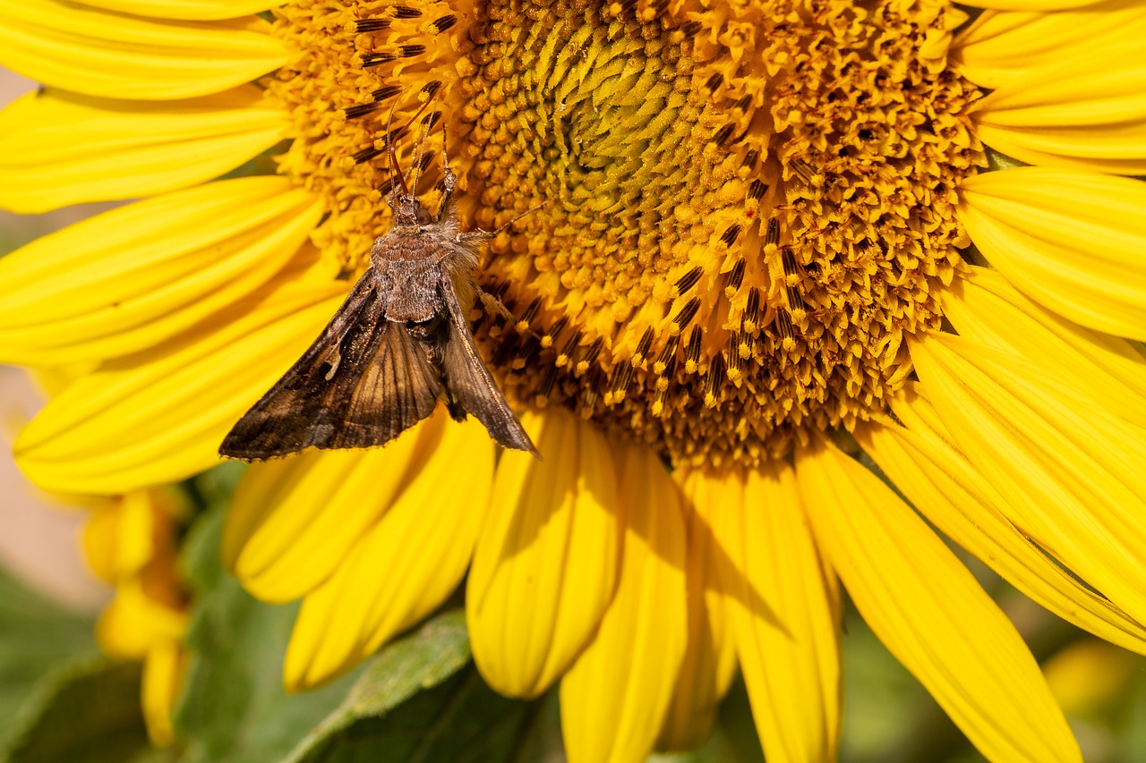 butterfly  sunflower  summer free photo