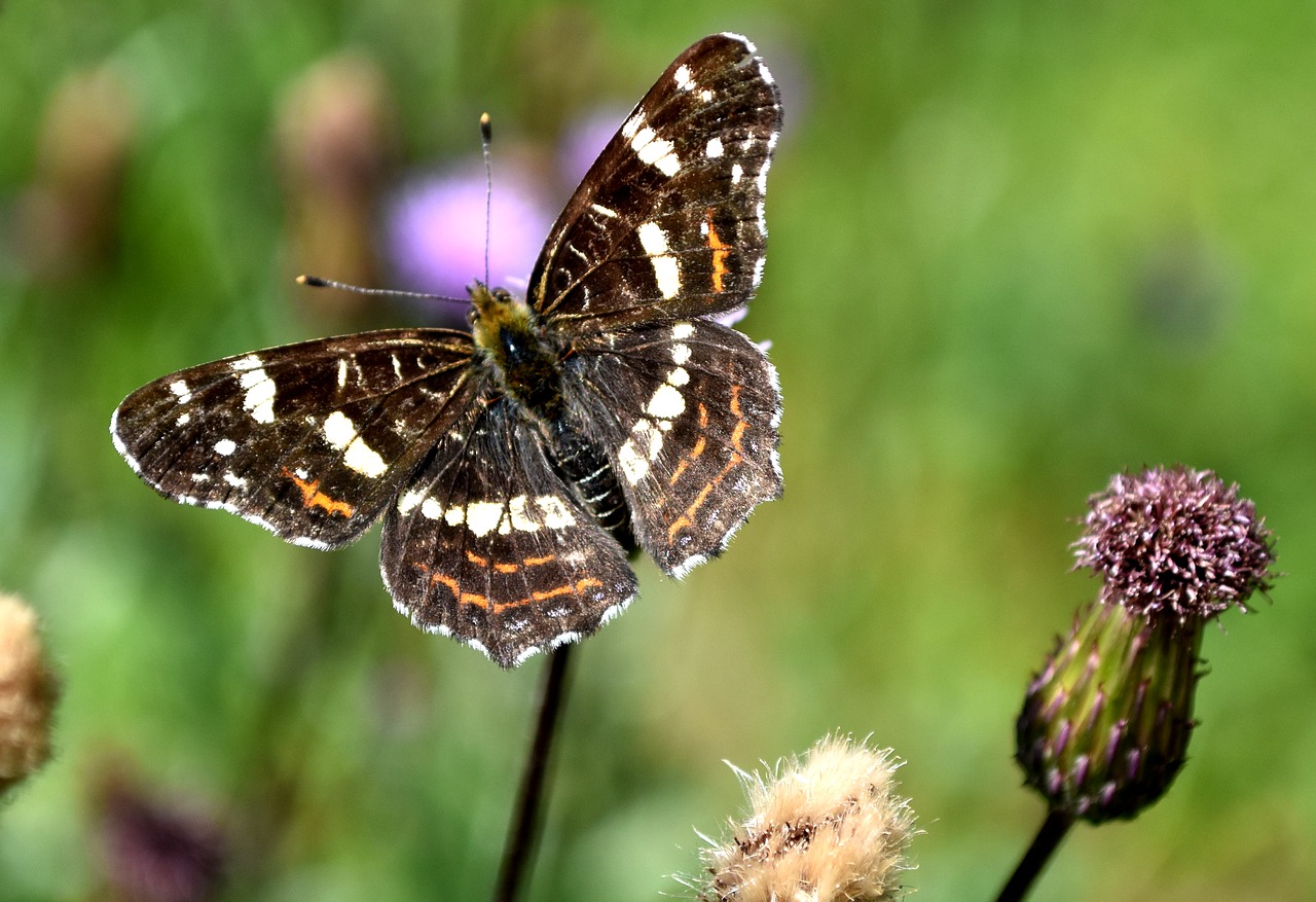 butterfly  insect  european map free photo