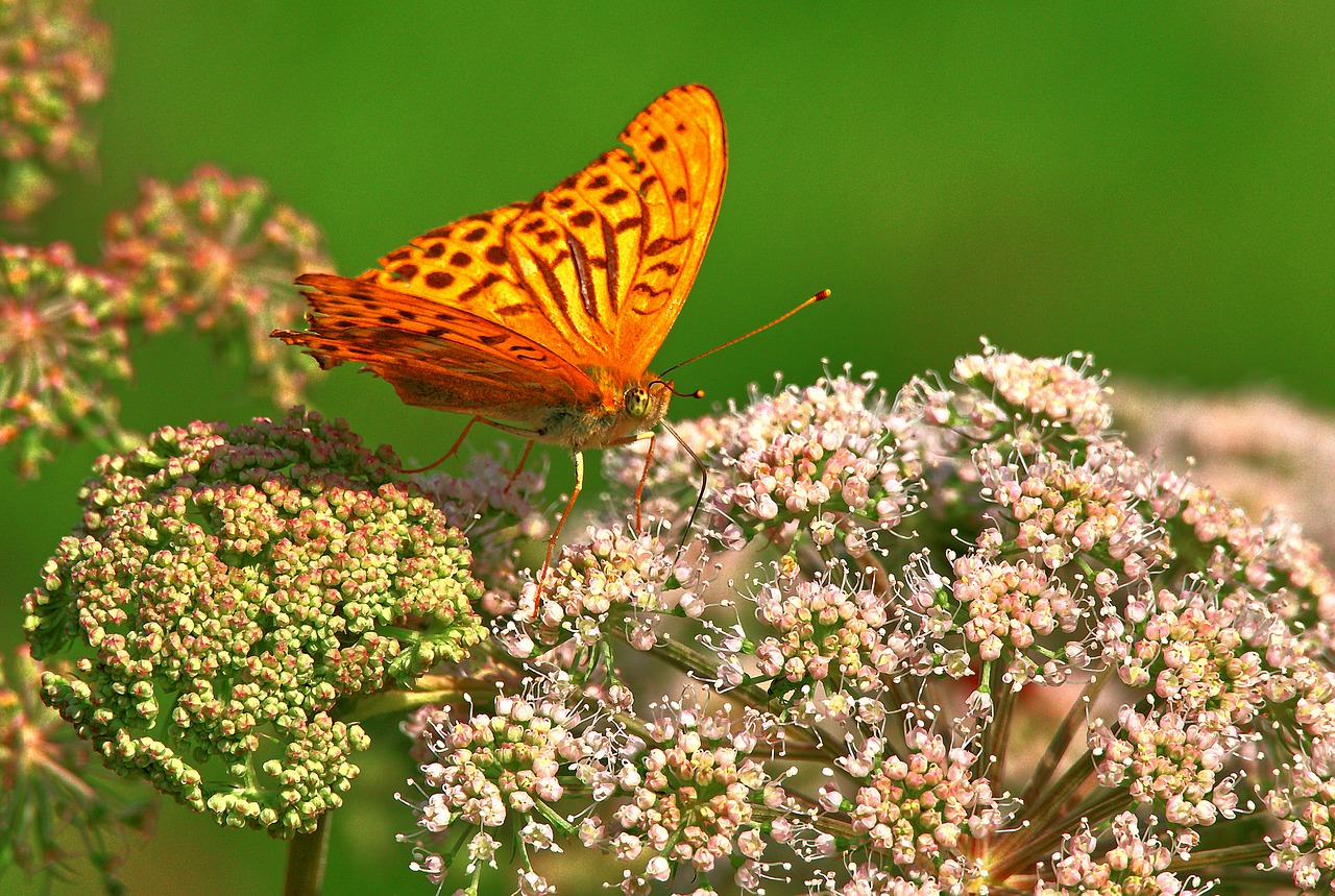 butterfly  mother of pearl butterfly  small mother-of-pearl moth free photo