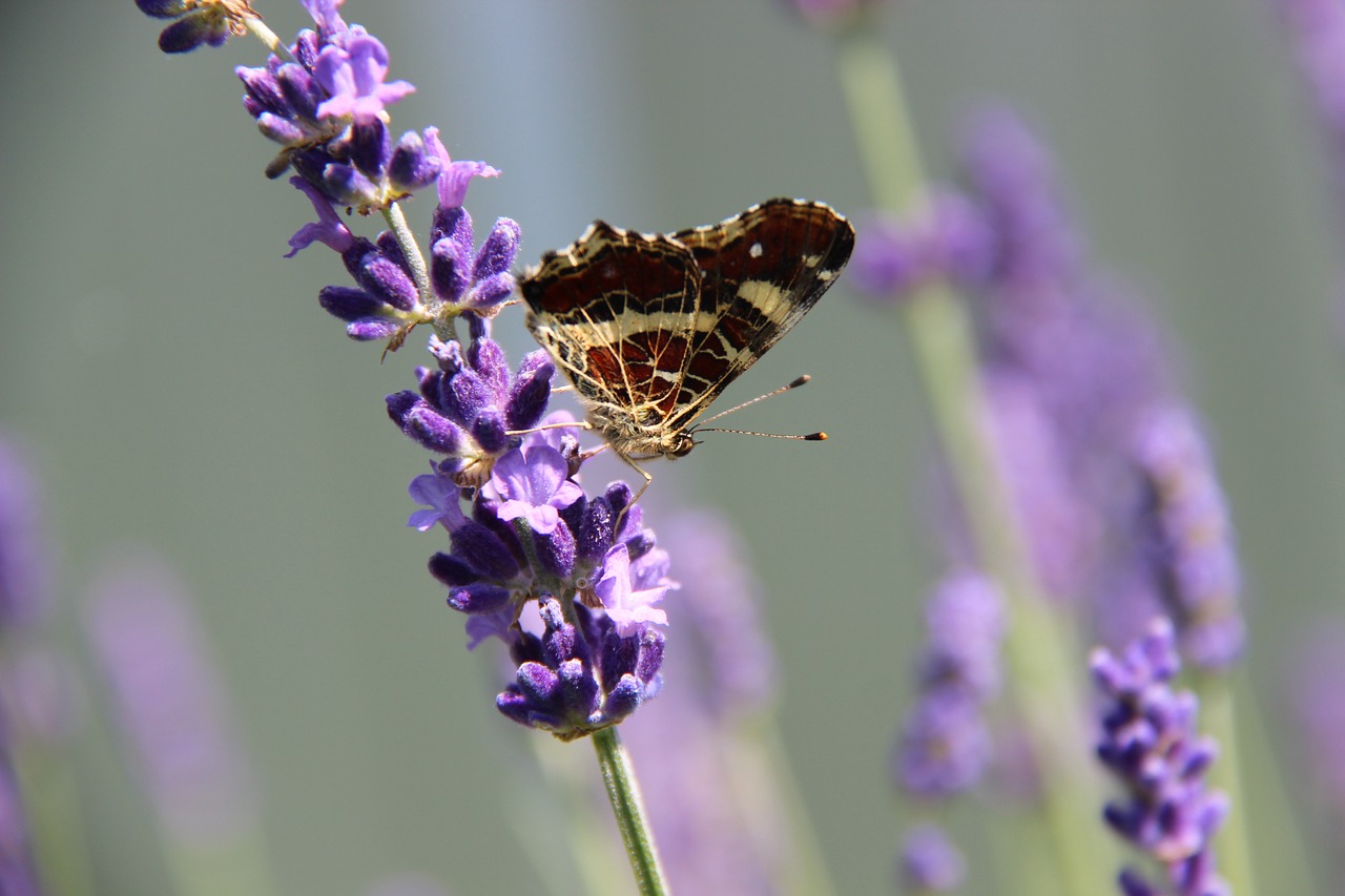 butterfly  geographical map  lavender free photo