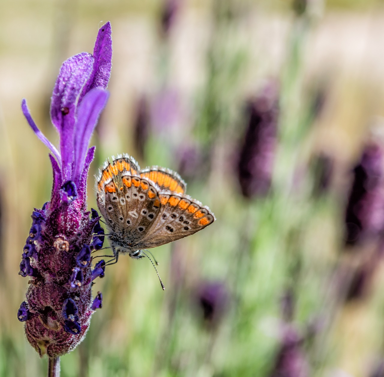 butterfly  nature  lavender free photo