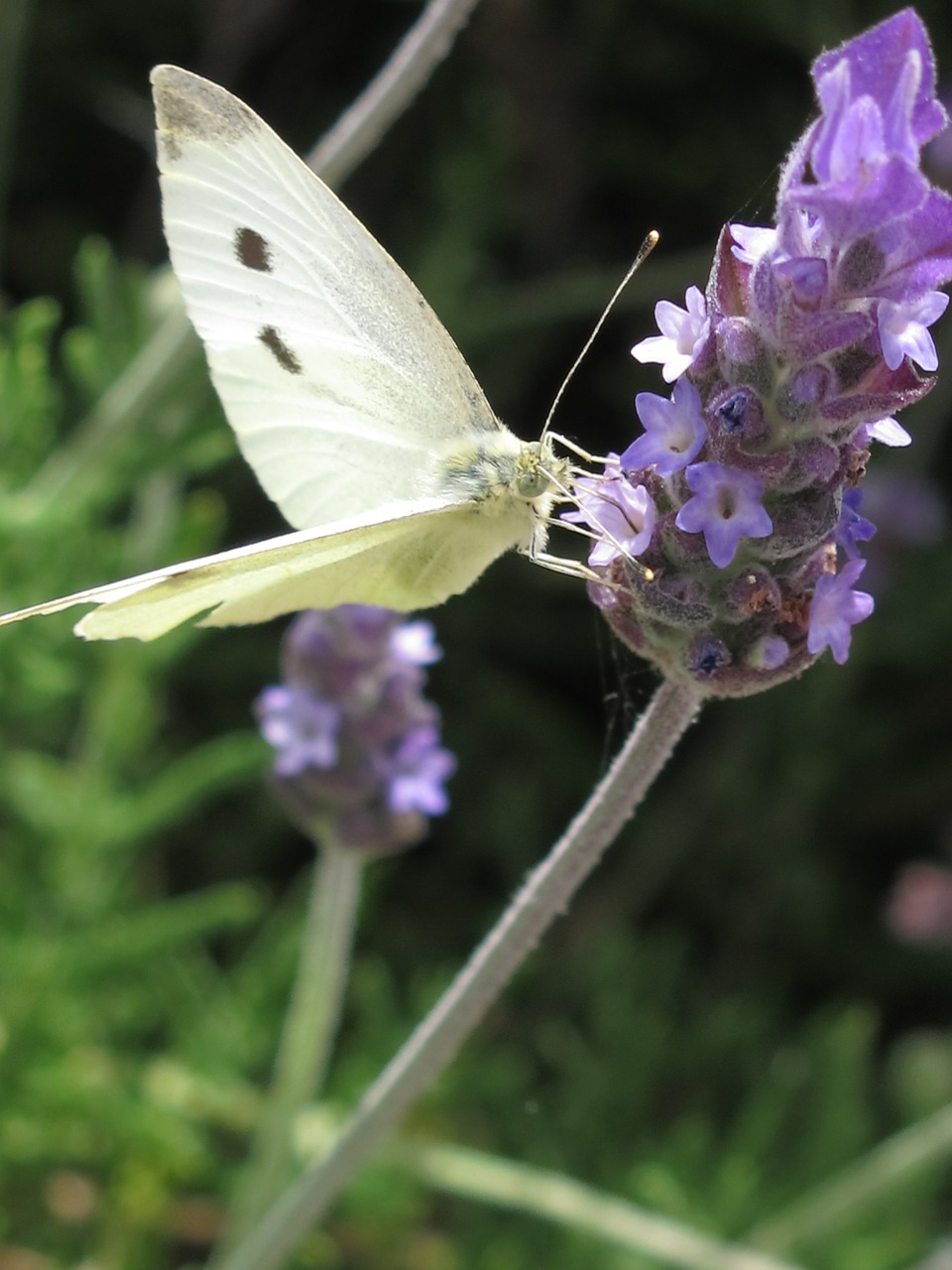 butterfly lavender flower free photo
