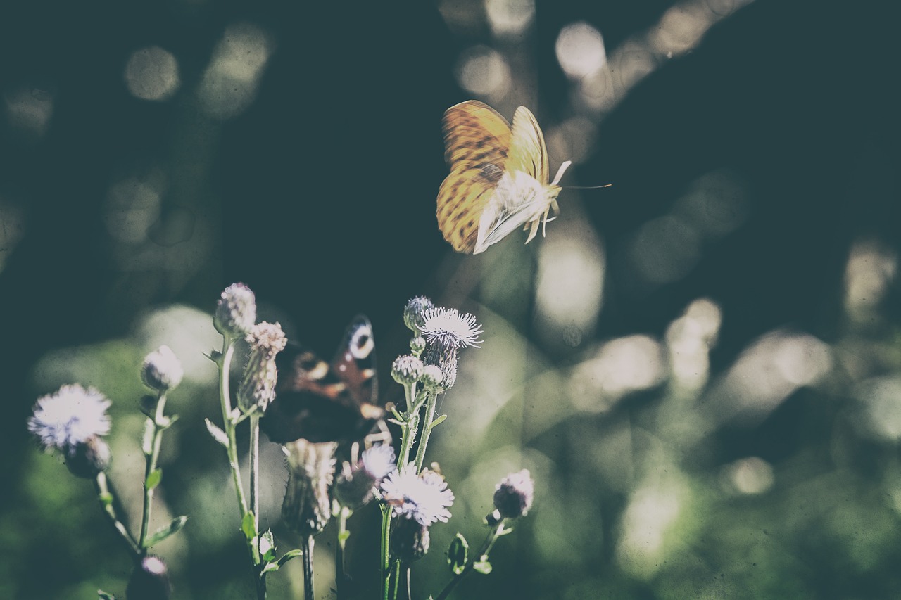 butterfly  meadow  nature free photo