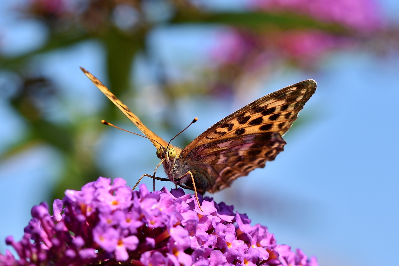 butterfly  large fritillary  color free photo