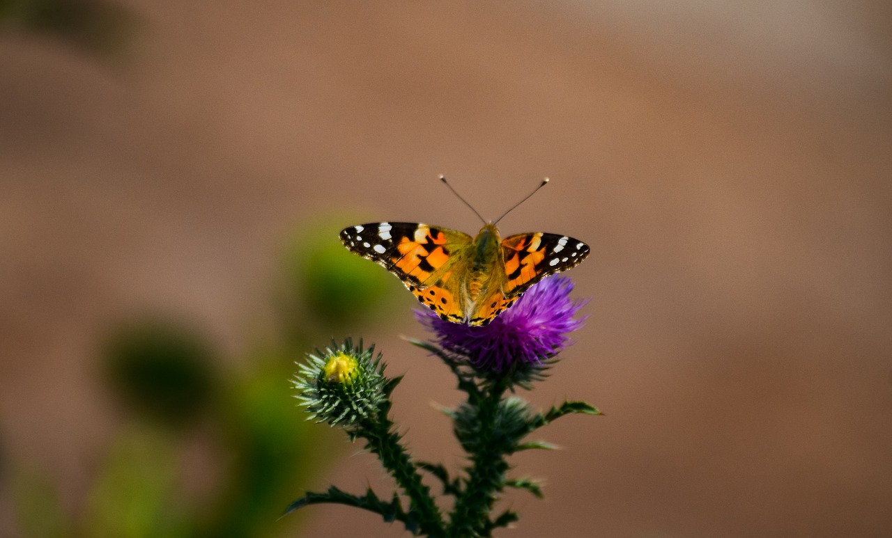 butterfly  nature  wild free photo